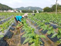 最新头条！福建省云霄县香烟批发市场“荆棘丛生”