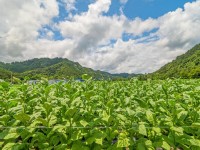 湖北来凤：高标准打造两个千亩级雪茄烟叶产业园