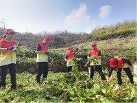 涪烟“志愿红” 春忙助丰收  重庆中烟涪陵卷烟厂开展助农志愿服务活动