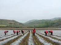 贵州岑巩：深入田间助农忙 携手补栽换生机