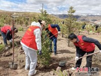 青海烟草：在江河源头擦亮生态底色